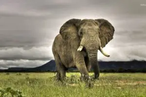 african elephant facts