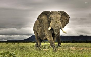 African Elephant Facts • Kids Animals Facts