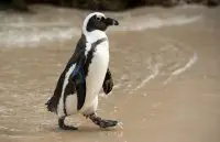 african penguin facts