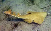 angel shark facts for kids