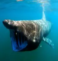 basking shark facts for kids