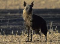 brown hyena facts for kids