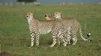 Tanzanian cheetah facts for kids