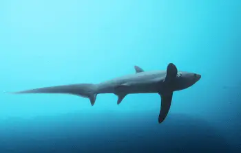 Common Thresher Shark Facts - Interesting Information and Facts