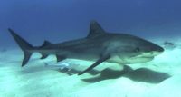 tiger shark facts for kids