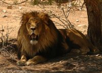transvaal lion facts for kids