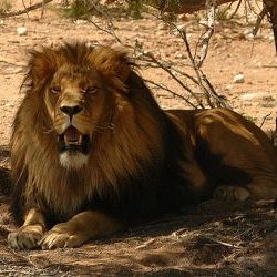 transvaal lion facts for kids