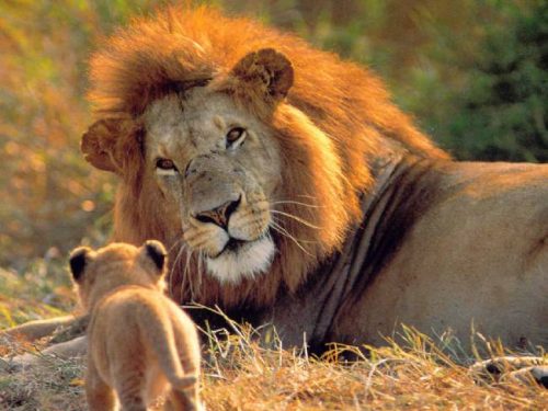 west african lion facts for kids