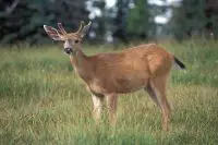 black tailed deer facts