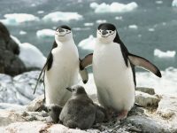 chinstrap penguin facts