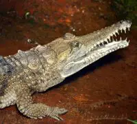 freshwater crocodile facts
