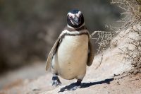 galapagos penguin