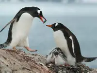 gentoo penguin facts