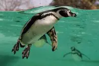 humboldt penguin facts