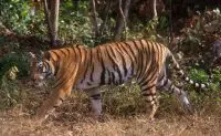 indochinese tiger facts for kids