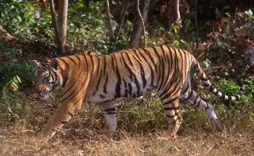 indochinese tiger facts for kids