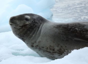 Leopard Seal Facts for Kids - Leopard Seal Fun Facts & Information
