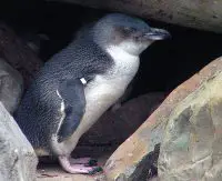 little blue penguin facts