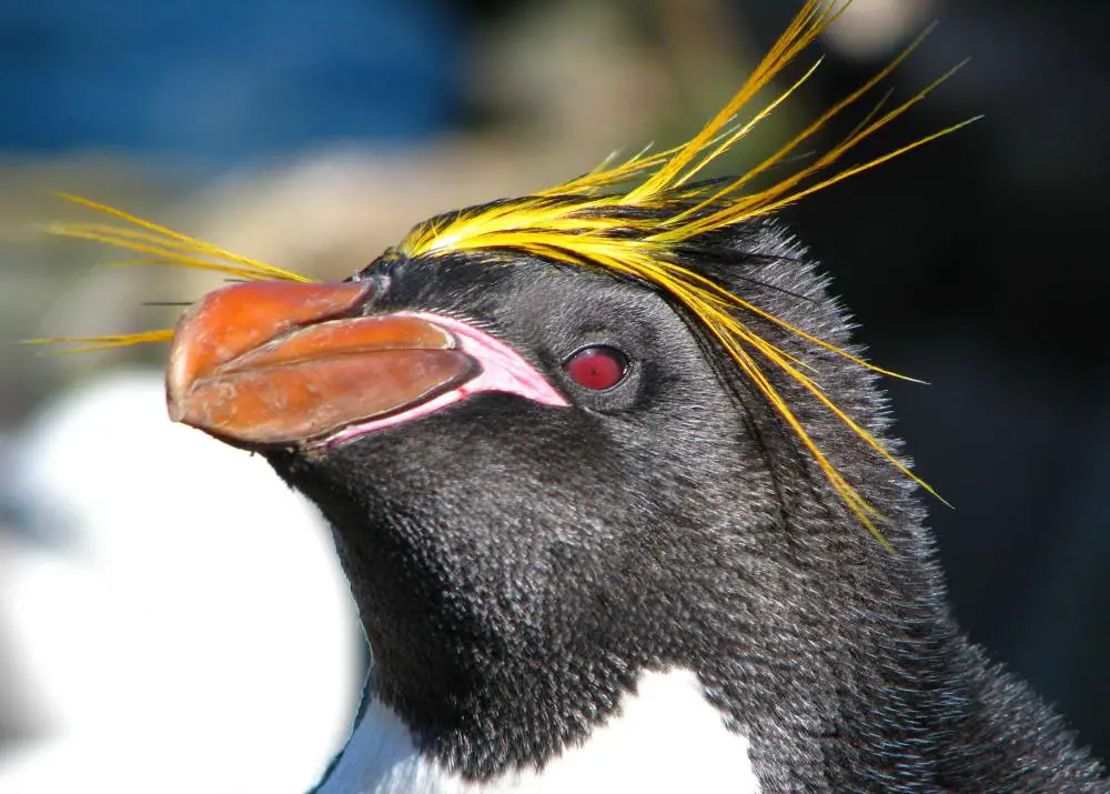 Macaroni Penguin Facts For Kids - Fun Facts And Information • Kids ...