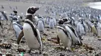magellanic penguin facts