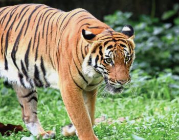 Malayan Tiger Facts For Kids • Kids Animals Facts