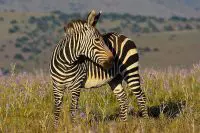 mountain zebra facts