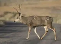mule deer facts