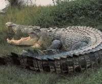 nile crocodile facts