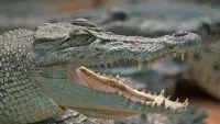 philippine crocodile facts