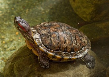 Red Eared Slider Turtle Facts