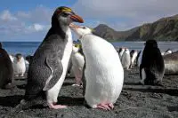 royal penguin facts for kids
