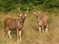 sambar deer facts