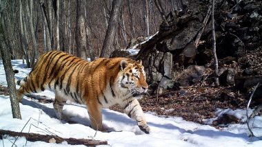 siberian tiger facts for kids