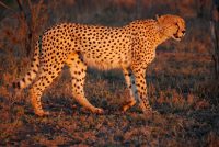 south african cheetah facts for kids