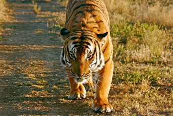south china tiger facts for kids
