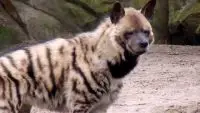 striped hyena facts for kids