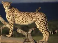 sudan cheetah facts for kids