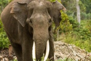 sumatran elephant facts
