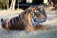 sumatran tiger facts for kids