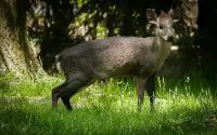 tufted deer facts
