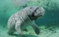 West Indian manatee facts