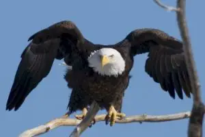 American bald eagle