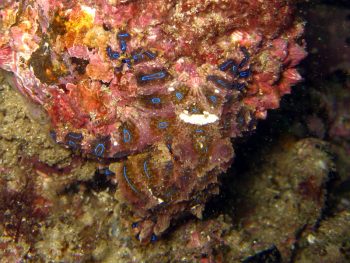 Blue Ringed Octopus Facts