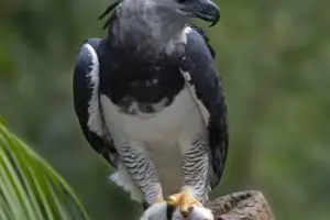 Harpy eagle