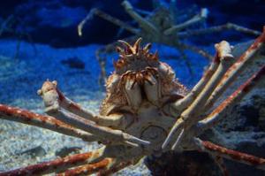 Fun Japanese Spider Crab Facts For Kids Kidadl, 50% OFF