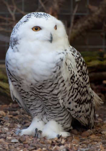 Snowy Owl Facts for Kids - KidsAnimalFacts.com