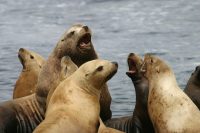 Steller Sea Lion Facts