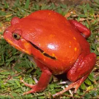 Tomato Frog Facts for Kids