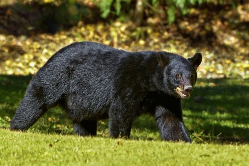 American Black Bear Facts for Kids • Kids Animals Facts