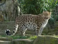 amur leopard facts